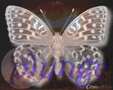 Butterfly by Comatose